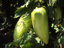 DSC00885