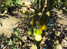 DSC00889