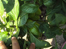 DSC00896