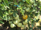 DSC00900