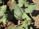 DSC00902