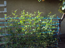 DSC00905
