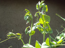 DSC00906