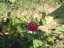 DSC00908