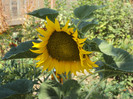 DSC00911