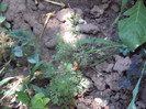 DSC00912