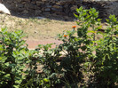 DSC00914