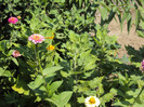 DSC00915
