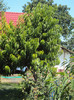 DSC00916