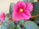 DSCN3029