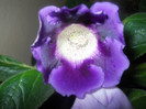 DSCN3040