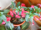 DSCN3042