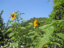DSCN3061