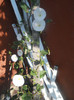 DSCN3062