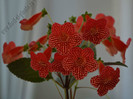 Kohleria Borka (GS)