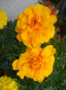 Tagetes_African Marigold (2012, Jul.09)