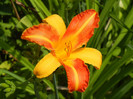 Daylily Frans Hals (2012, July 08)