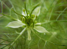 Nigella damascena (2012, July 07)