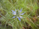 Love-in-a-Mist (2012, July 07)