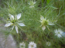 Love-in-a-Mist (2012, July 07)