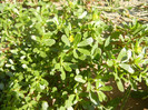 Portulaca oleracea (2012, July 09)