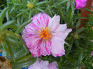 Portulaca grandiflora (2012, July 09)
