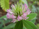 Trifolium pratense (2012, July 07)