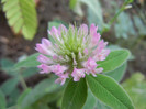 Trifolium pratense (2012, July 07)
