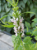 Motherwort (2012, July 09)