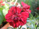 Dianthus caryophyllus (2012, June 25)