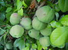 Japanese Quinces_Gutui (2012, June 25)