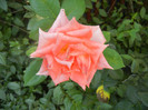 Rose Monica (2012, July 09)
