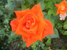 Rose Monica (2012, July 09)