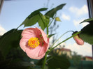 abutilon roz