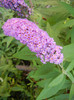 Buddleja davidii Purple (2012, Jul.06)