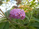 Buddleja davidii Purple (2012, Jul.06)