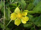 Potentilla reptans (2012, July 06)