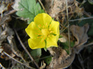 Potentilla reptans (2012, July 06)