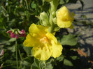 Verbascum (2012, July 02)