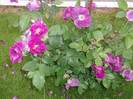 Picture 034