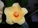 Cairo Yelow