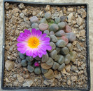 Frithia pulchra N.E.Br.1926