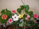 Hibiscus grup