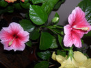 Hibiscus Yoder Camelia