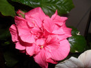 Hibiscus ciclam