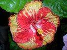 Hibiscus Sun Shower