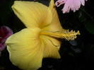 Hibiscus Senegal