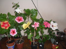 Hibiscus grup