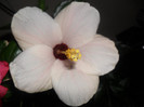 Hibiscus Cajro White