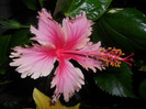 Hibiscus Hawaian Salmon